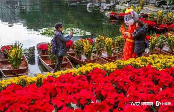 年味复苏！广州今年有望行花街，多区迎春花市正在筹备中