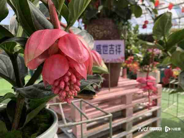 年味复苏！广州今年有望行花街，多区迎春花市正在筹备中