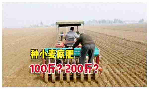 小麦底肥亩施100斤和200斤对比，有啥差别？哪种产量高？