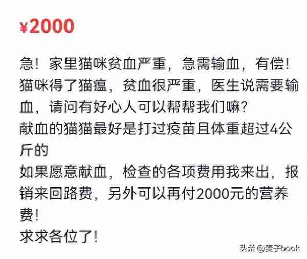 “血猫”存在的意义就是给贵猫献血？揭秘：让人作呕的黑色产业链