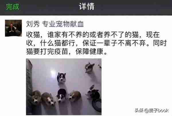 “血猫”存在的意义就是给贵猫献血？揭秘：让人作呕的黑色产业链