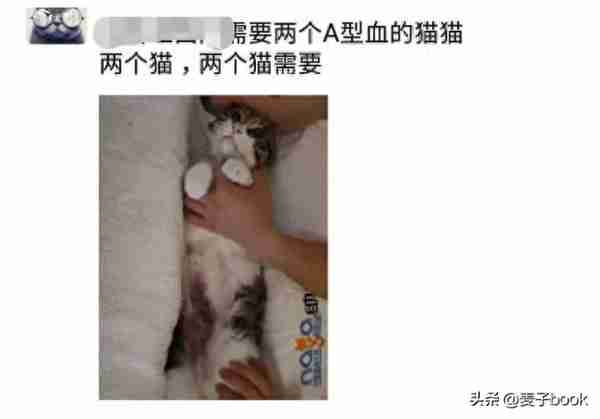 “血猫”存在的意义就是给贵猫献血？揭秘：让人作呕的黑色产业链