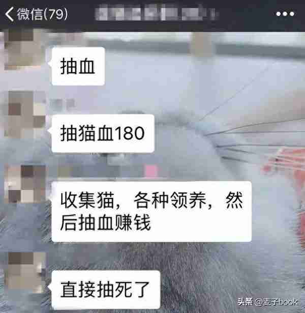 “血猫”存在的意义就是给贵猫献血？揭秘：让人作呕的黑色产业链